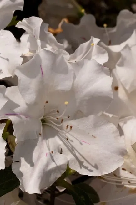 Autumn Lily Encore Azalea